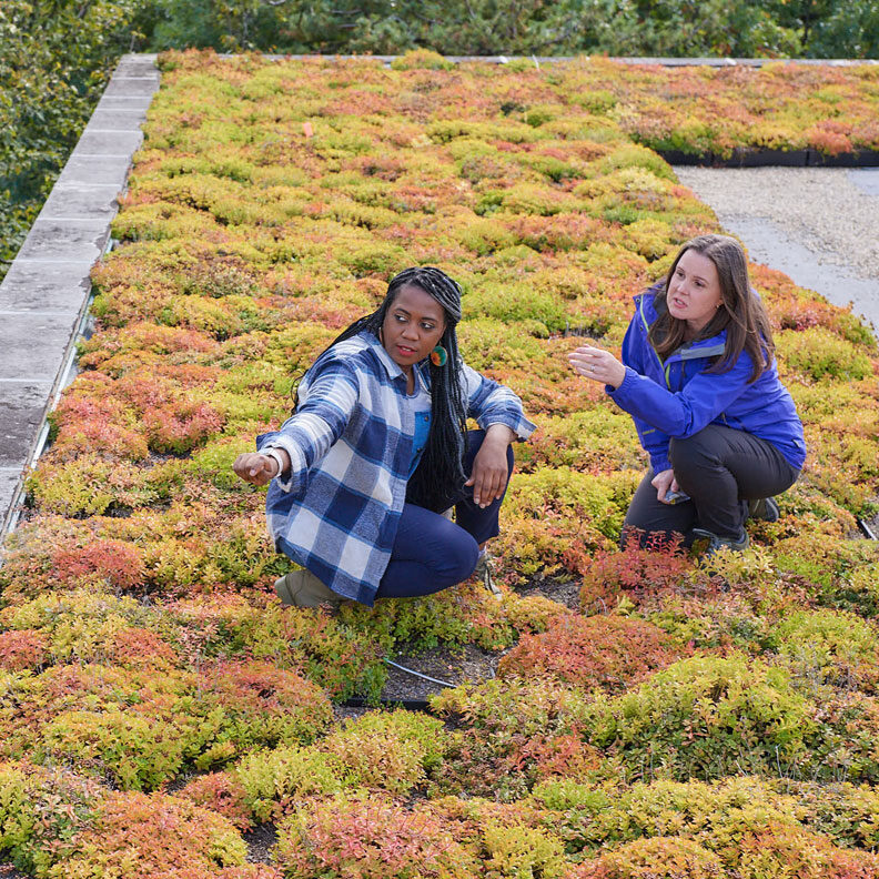 Une étudiante et sa professeure s'accroupissent au milieu des plantes sur le toit vert de l'Université d'Elmhurst au-dessus de son centre étudiant Frick.